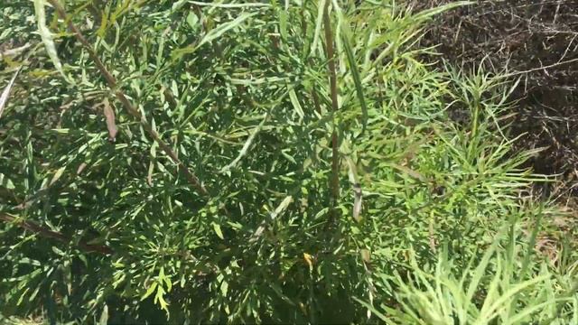 Artemisia Dracunculus (Wild Tarragon)