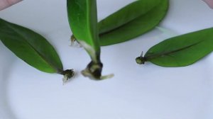 Долларовое дерево ? Замиокулькас ? Как прорастить лист Замиокулькаса в воде ? Размножение листом