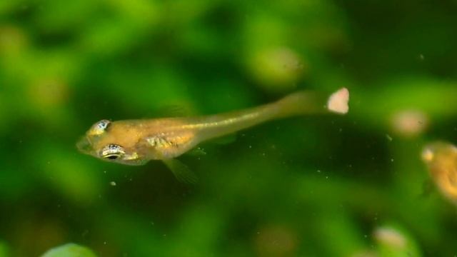 СЕКРЕТЫ СОДЕРЖАНИЯ МАЛЬКОВ ГУППИ смотреть онлайн