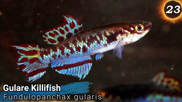 Different Types Of Killifish : Rare & Common Killifish : Aquarium Fish Species List