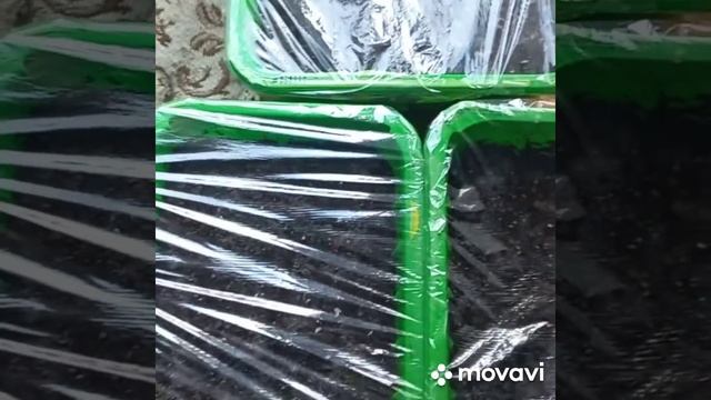 ?#88#?Базилик на окне.Аромат божественный!Рекомендую посадить.Украина.?