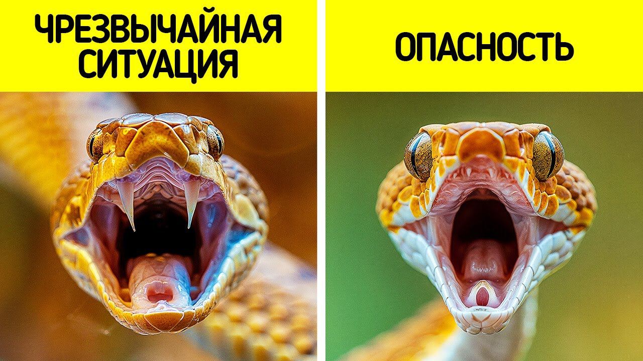 Если вы знаете эти основные советы, вы сможете выжить практически в любой ситуации смотреть онлайн