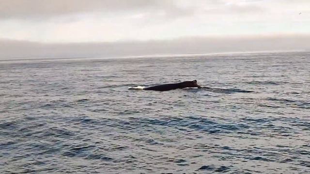 Киты и касатки Камчатки смотреть онлайн