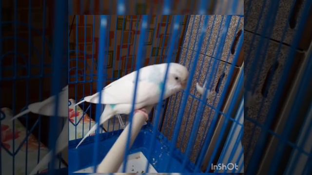 Кальциевая недостаточность у волнистого попугая смотреть онлайн