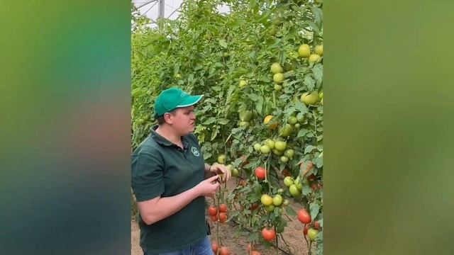 Зимние теплицы Семко под Ашкелоном. Часть 2. Розовоплодные гибриды томата. смотреть онлайн