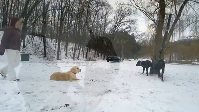 Зимние виды спорта для кане корсо и других собак смотреть онлайн