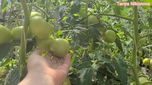 Томат АДОНИС F1. Томат ПОЛЬСКАЯ СЛИВА ТЁТУШКИ СВАРЛО. Томат МАХИТОС F1.