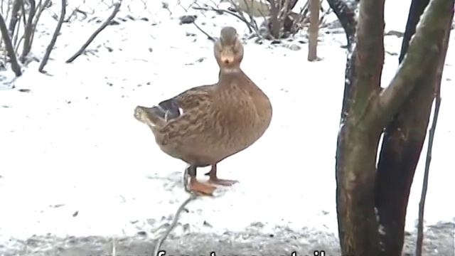 Голоса диких уток смотреть онлайн