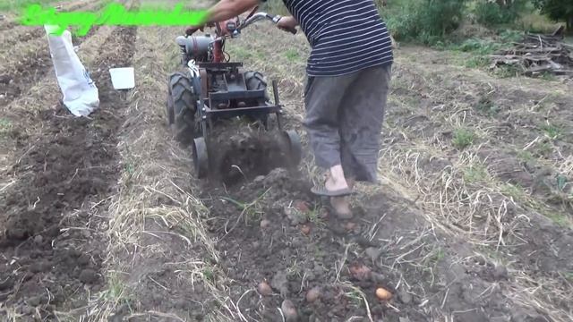 ?Небывалый урожай картофеля 2021 смотреть онлайн