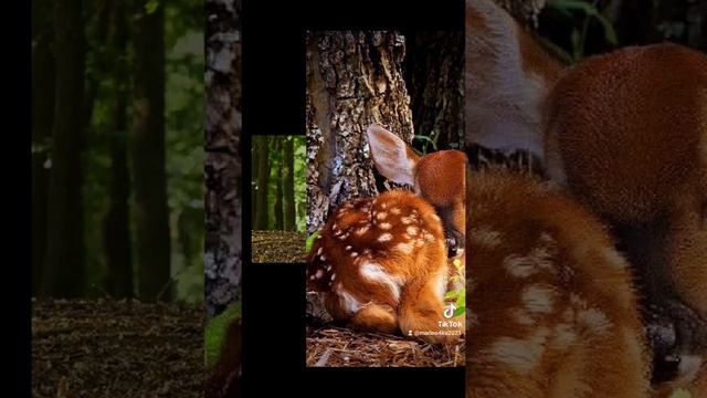 В мире животных. Лоси. Олени. смотреть онлайн