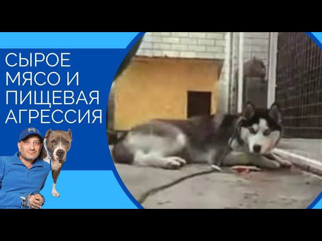 Сырое мясо и пищевая агрессия смотреть онлайн