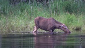 УХОДЯ... НЕ СПЕШИ УХОДИТЬ.