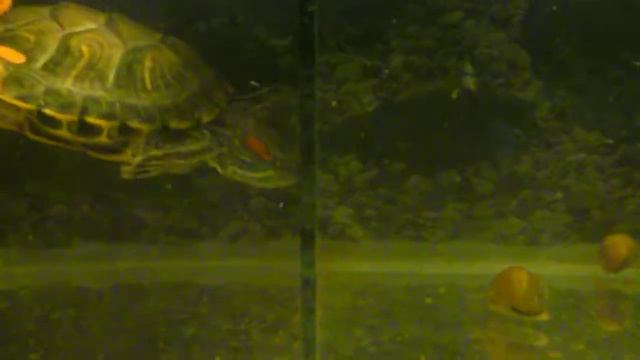 Эксперимент — Подсадил улиток к черепахе. День первый смотреть онлайн