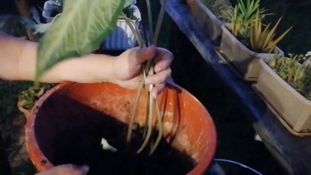 Repotting Caladium Miss Muffet смотреть онлайн