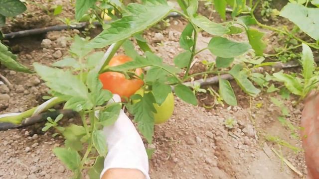 Мей Шуай f1 краткий обзор гибрида. смотреть онлайн