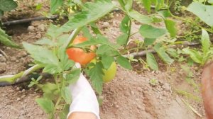 Мей Шуай f1 краткий обзор гибрида.