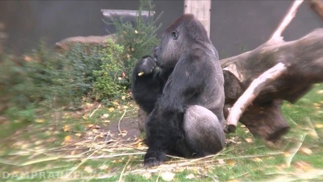 Artis Zoo Animals смотреть онлайн