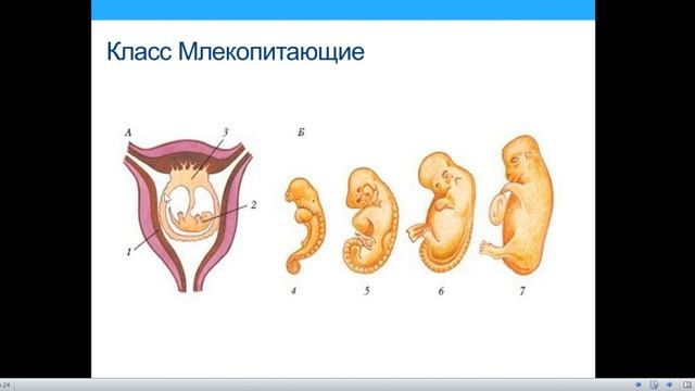 Класс Млекопитающие. Часть 1 смотреть онлайн