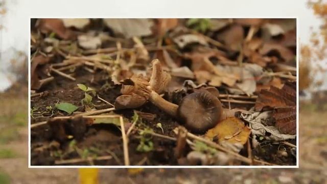 Польза и вред грибов на участке.