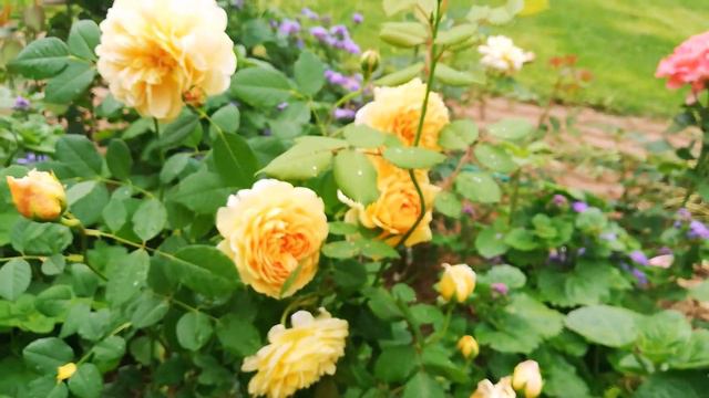 Розы: Обработки в августе. Часть 2 смотреть онлайн