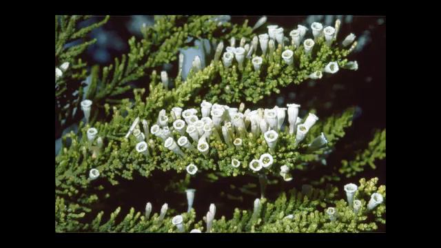 Fabianakraut, Heilpflanze смотреть онлайн