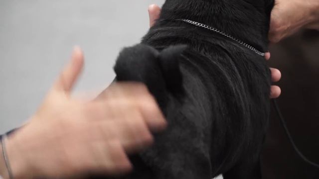 Национальная выставка породы мопс смотреть онлайн