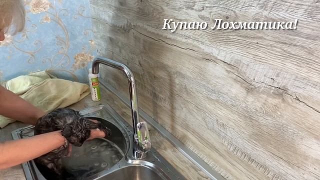 Как помыть кота Лохматика! Мою кота в раковине на кухне?! смотреть онлайн