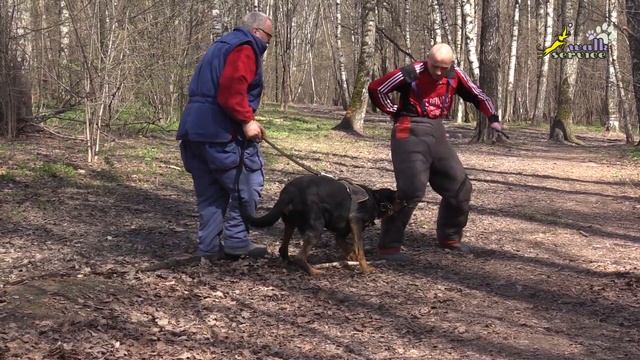 Босерон Боц, Погоня за фигурантом, работа через куст смотреть онлайн