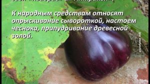 Главные болезни и вредители баклажанов. Лучшие способы лечения болезней баклажанов: фото и описание