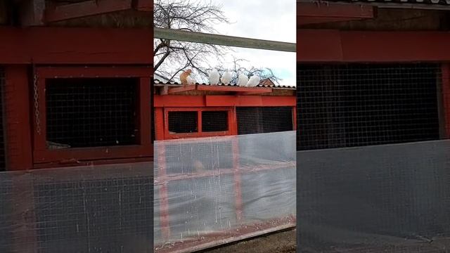 Самый грустный день. смотреть онлайн