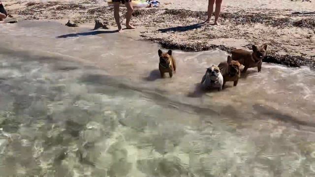 Бульдоги. Первая встреча с морем. смотреть онлайн