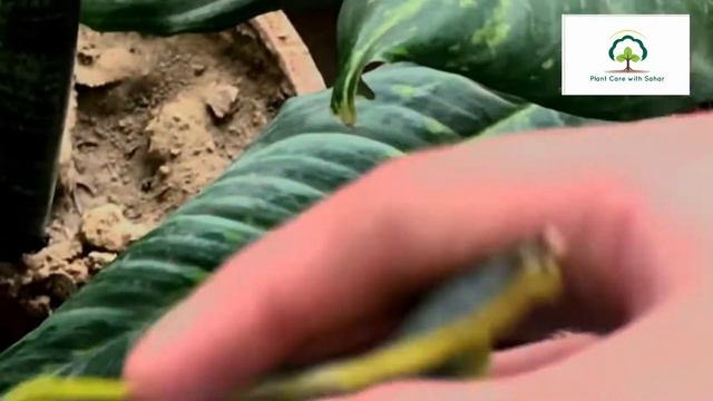 Plant Care with Sahar | How to propagate snake 🐍 plant 🪴 смотреть онлайн