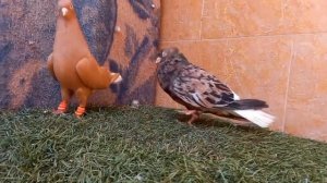 Мраморные белохвостые голуби Ирана | Iranian pigeons | حمام إيران | کبوترهای ایران |  دمسفید