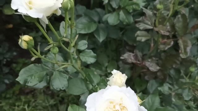 Две солнечные флорибунды и их шикарные подружки #сортароз #розаирина #желтыерозы #белыерозы