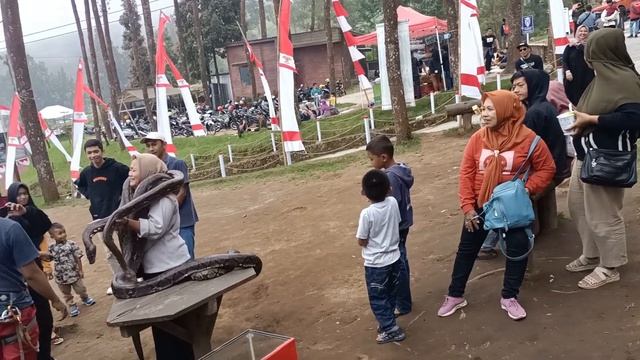 Ular besar mengerikan,berani Uji nyali Foto bareng ular besar #Ular #ularbesar ular jinak смотреть онлайн