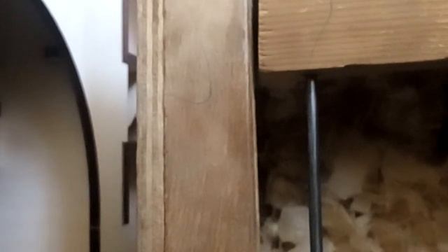 Что делал Мой хомяк смотреть онлайн