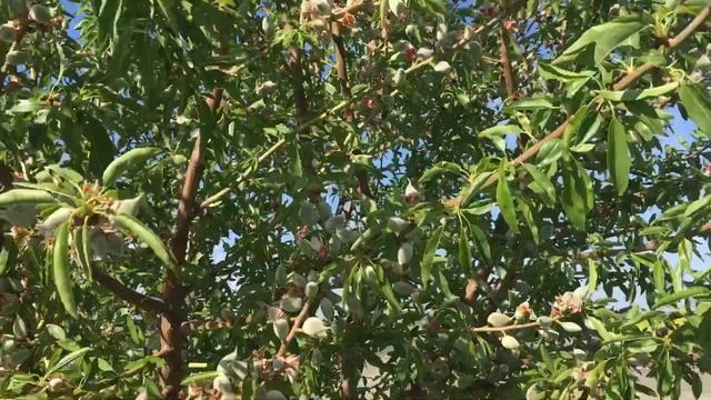 Фундук, фісташки, горіхи смотреть онлайн