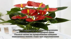 Мужское счастье цветок: уход в домашних, чтобы цвел. Приметы и суеверия о цветке Мужское счастье