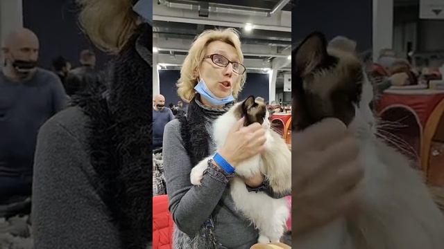 История породы рэгдолл смотреть онлайн