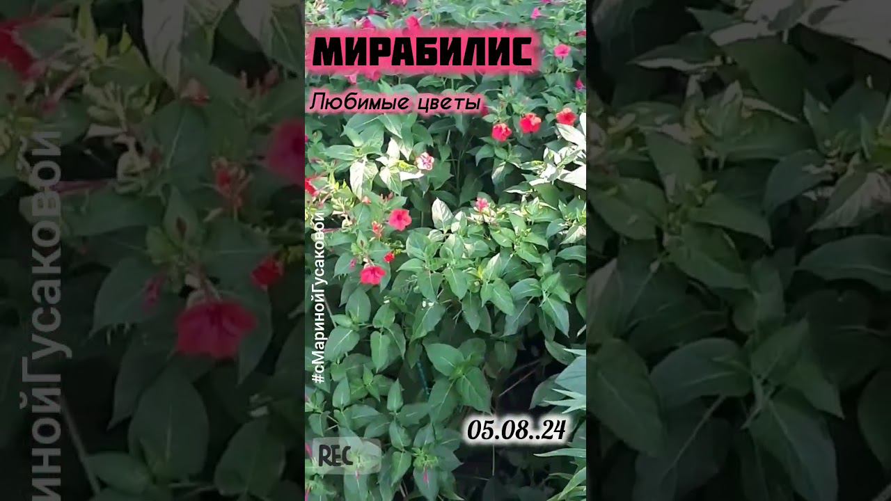 МИРАБИЛИС самый неприхотливый красивый ароматный цветок как куст. Люблю его | с Мариной Гусаковой смотреть онлайн