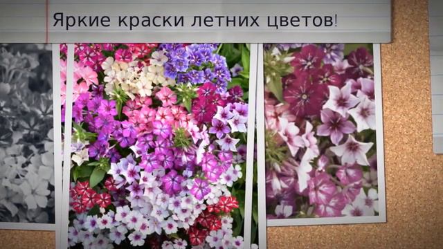 Яркие моменты этого лета! смотреть онлайн