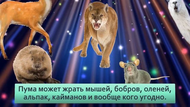 Пума 2 метра и 80 кг ярости На что способен горный лев смотреть онлайн