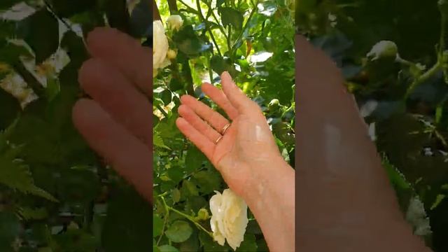 Роза Schneeküsschen смотреть онлайн