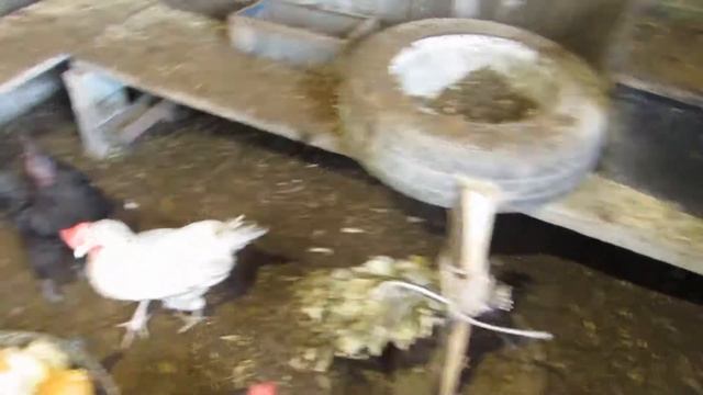 6# Что едят куры ???? хлеб