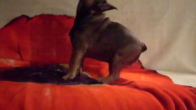 Французский Бульдог Мальчик Одесса смотреть онлайн