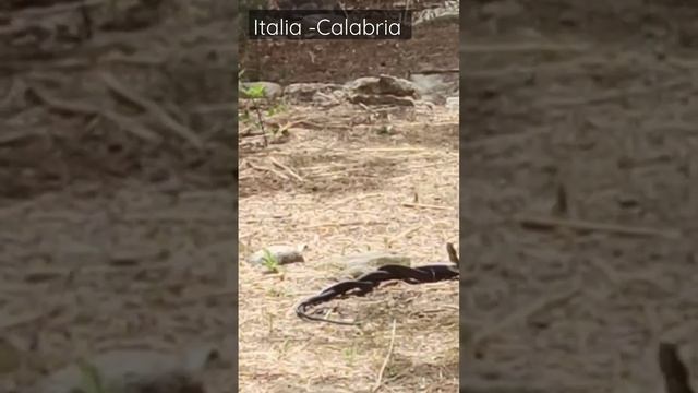спариваются змеи , snakes mate смотреть онлайн