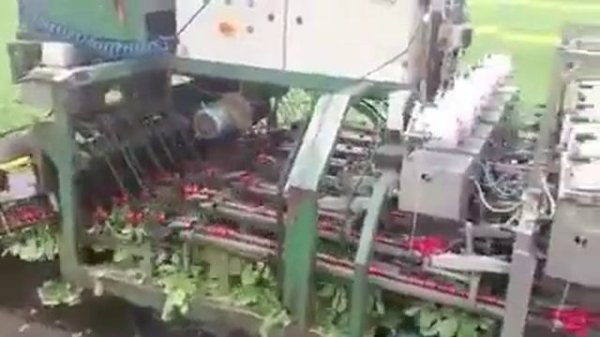 Как собирают редис