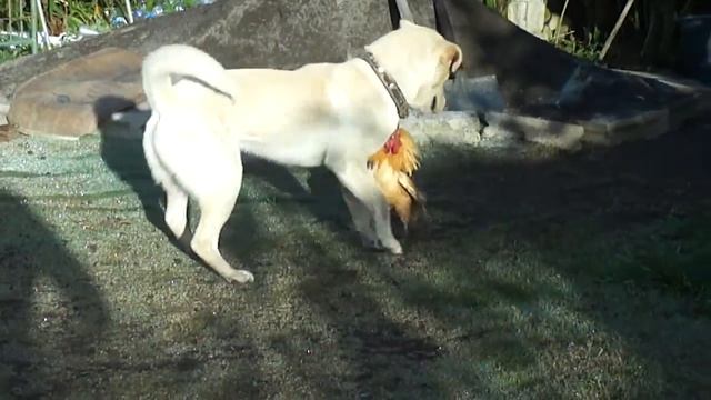 dog and chicken fight in bali | dog and chicken смотреть онлайн