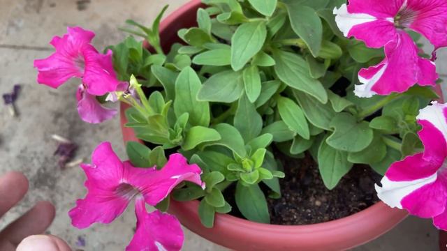 How To Take Care Of Petunia | Petunia Care (potting Mix, Fertiliser)