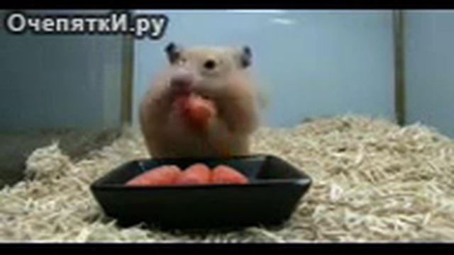 хомяк ныкает морковь) смотреть онлайн